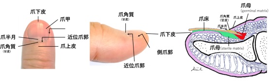 爪組織の解剖