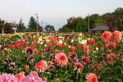 川西ダリヤ園の写真