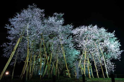 久保桜の写真