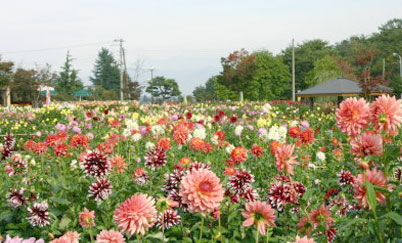 川西ダリヤ園